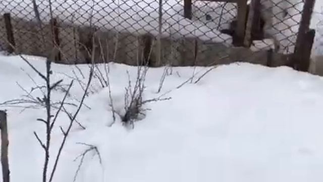 Обрезка деревьев . смотреть онлайн