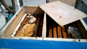 Перед зимовкой нет матки. Присоединяю безматочные семьи к пчелиным семьям с пчелиной королевой.