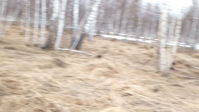 Чирокомог и Чирококрузер на поле чудес 14.04.19