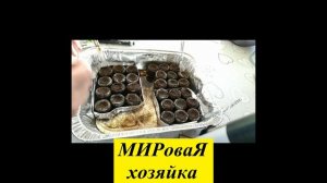 МИРоваЯ хозяйка | Проверенный способ посадки петунии и алиссума. 1 часть.