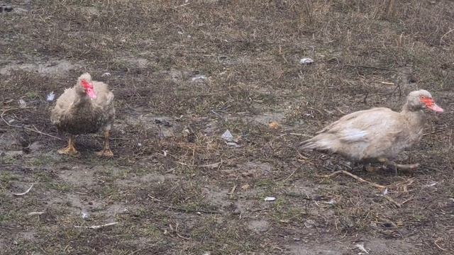 Изумрудные утки, красота и хорошие показатели/Какую утку выбрать?/Немецкая, французская, венгерская смотреть онлайн