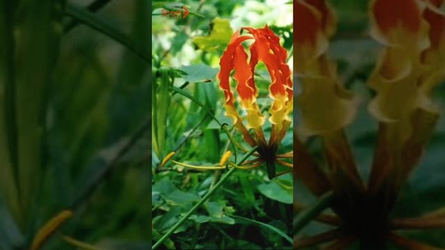 Gloriosa Superba #flamelily #firelily #glorips #flower #plant #natue