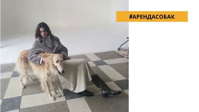 Аристократичные русские борзые на фотосессиюI 8(916)702-11-08 Москва