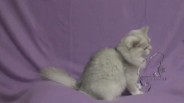 Породистые котята питомник  - Дарсик