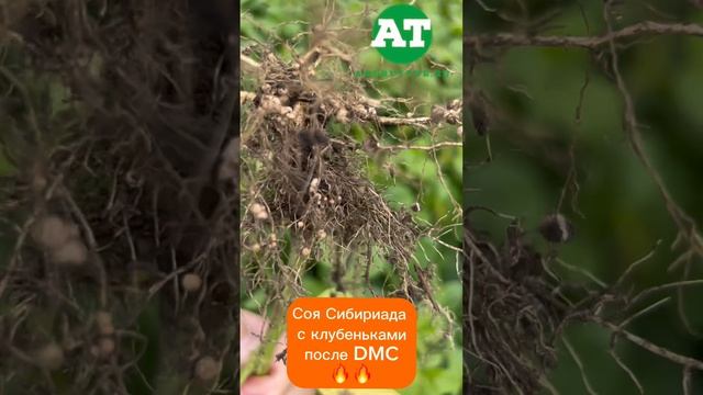 Соя Сибириада с клубеньками после DMC?? #amazone #dmc #seeding