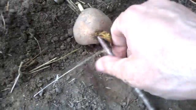 Простой способ уничтожить проволочник на своем участке