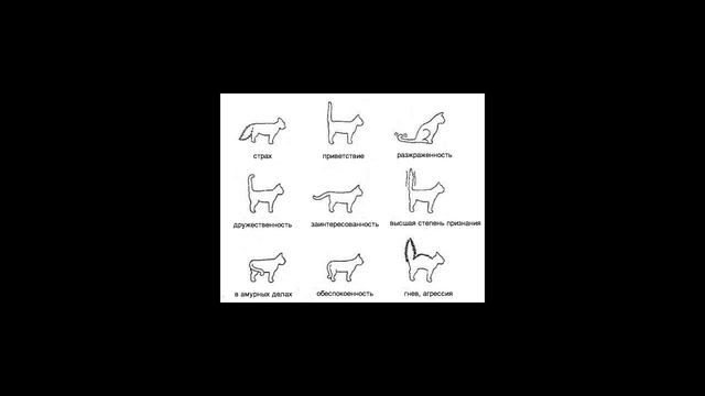 Как понять кошку, или кошачий язык смотреть онлайн