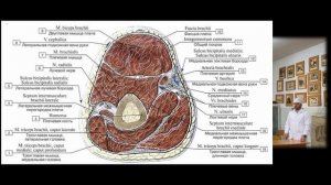 Плечо - часть 1 топографическая анатомия.