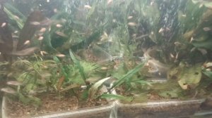 Почему гибнут растения?Какую глину использовать для растений?