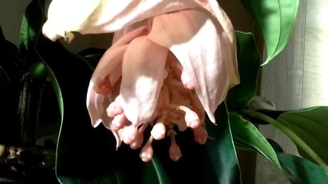 MEDINILLA MAGNIFICA UPDATE : ONE FLOWER OPEN! смотреть онлайн