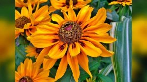 Рудбекия   солнечный цветок