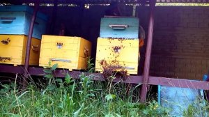 Ленивый пчеловод. Борода на улье.