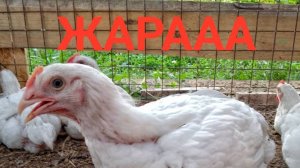 Бройлера летом.Больше никогда.