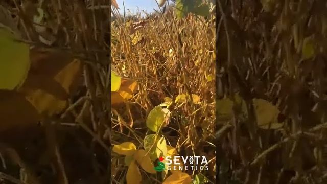 Беспрецедентное событие сезона 2023-2024! #урожай #уборкаурожая #соя смотреть онлайн