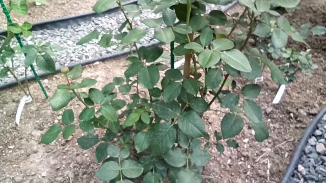 Обзор осенней посылки с саженцами роз из питомника "Розовая клумба". смотреть онлайн