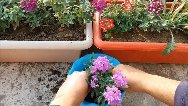 How To Grow Flower Plants At Home-Verbena смотреть онлайн
