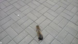 Бешенный крот- слепыш