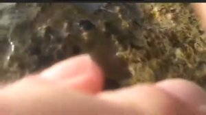 Девушка уронила телефон и пнула его в воду