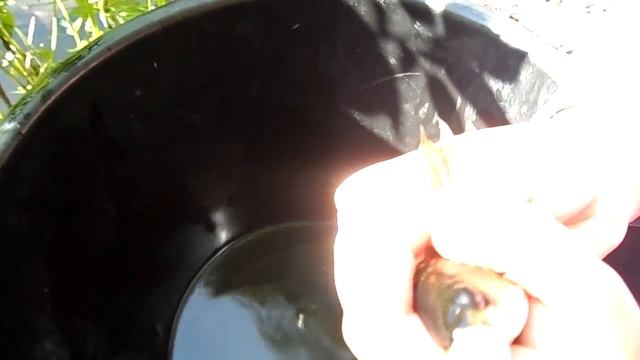 Поездка на ставок. Ловим карасей. Рыбалка. Отдых на природе. Пруд. смотреть онлайн