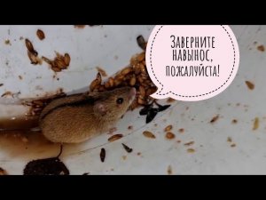 Почему я не отдаю диких мышей своим совам? Сова Ёль очень внимательно выслушала и вполне согласна