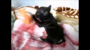 Французский бульдог # 8