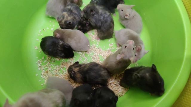 Сирийские Хомячата Чудесные Малыши Питомника