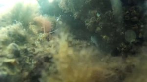 Балтийское море. Креветки и рыба