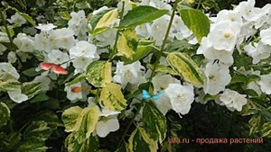 Жасмин садовый Инносенс (philadelphus coronarius) ? обзор: как сажать, саженцы жасмина Инносенс