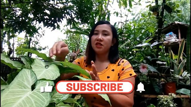 Syngonium plants care guide and tips  How to care this plants  Feng Shui PlantsArrowhead Plants