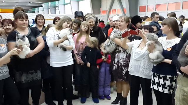 Выставка кошек в Нерюнгри 10.01.2016. Британы смотреть онлайн