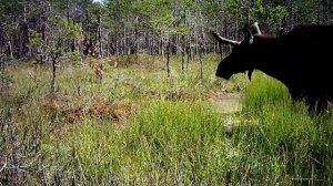 Лось на лесном болоте BOLYGUARD BG590-24mHD