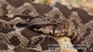 Venomous Ottoman viper (Montivipera xanthina), longest viper in Europe, dangerous snake from Europe