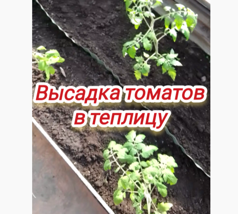 Высадка томатов в теплицу