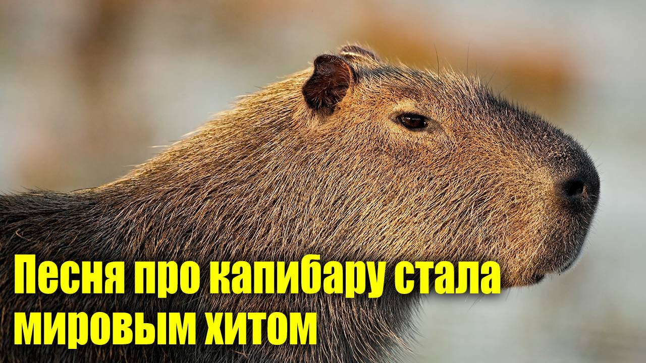 Песня на русском языке возглавила мировые чартыI Брат 3I Новый Альбом РамиляI Новости Первого