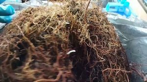 Как посадить корень малины. Часть 2