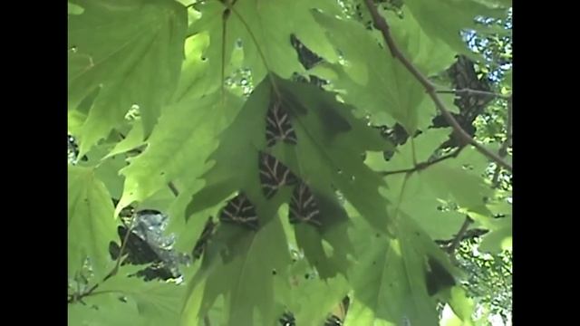 RHODES Valley of Butterflies (fotos and video), Долина Бабочек фото+видео смотреть онлайн