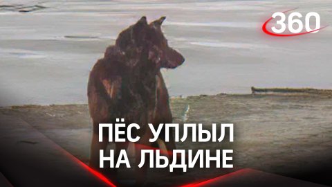 Застрял на льдине: чудесное спасение собаки из Казани
