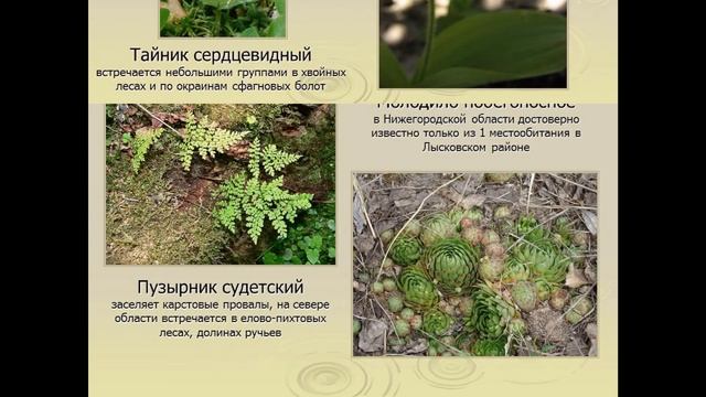 Редкие растения. Красная книга Керженского запведник
