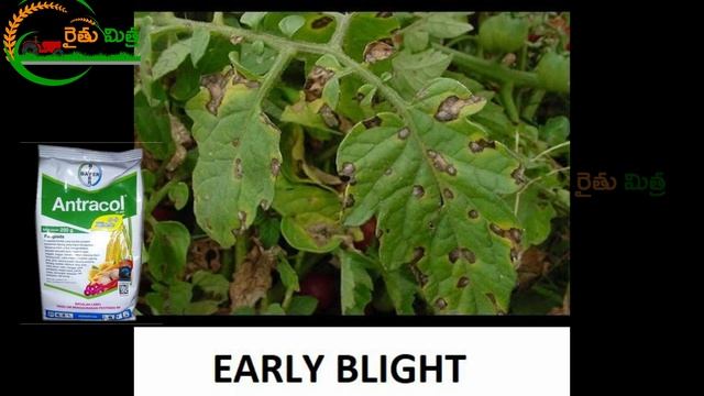 The Bayar Antracol Fungicide Uses and Dosages in Telugu | Propineb 75% WP смотреть онлайн