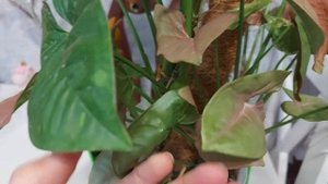 Сингониумы: Pink Splash Allusion и Red Heart