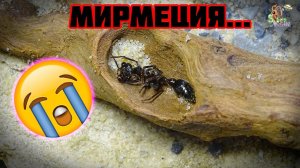 Мирмеция мертва, но я ещё нет... ● Myrmecia pyriformis