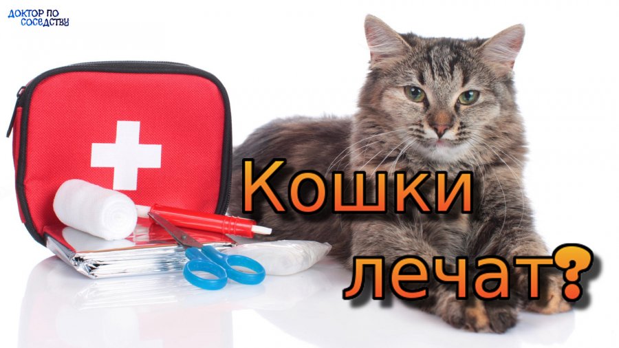 Коты целитель тест