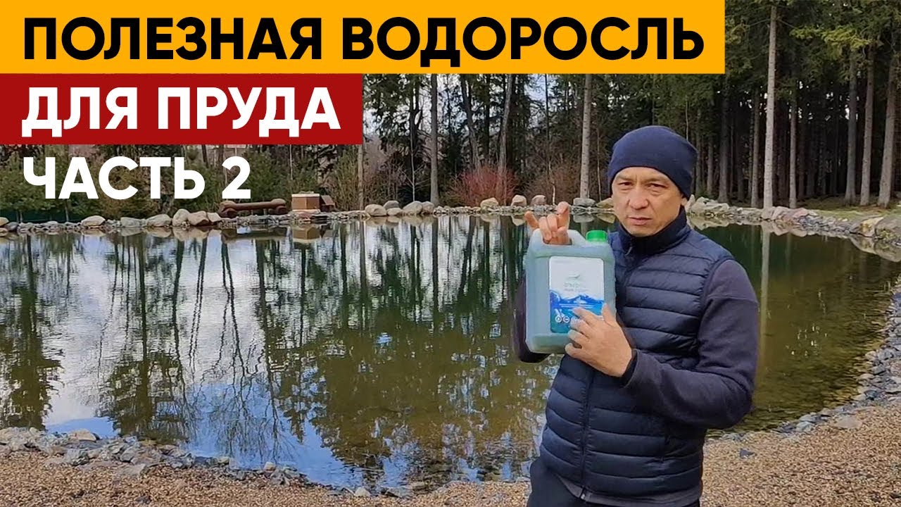ОЧИСТКА ПРУДА ВОДОРОСЛЬЮ  _ Как очистить пруд водорослью