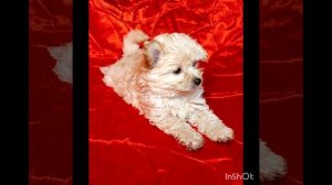 Щенки дизайнерской породы помапу ( померанский шпиц и той- пудель).14.12.2023 д.р.Мальчик  .