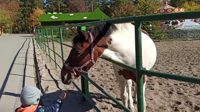 Лошади 2 смотреть онлайн