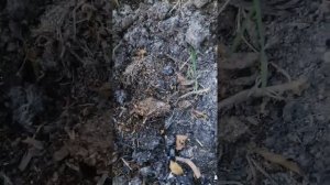 Мы в шоке 51 картошина из 1 картошки. Лучший способ выращивания картофеля!