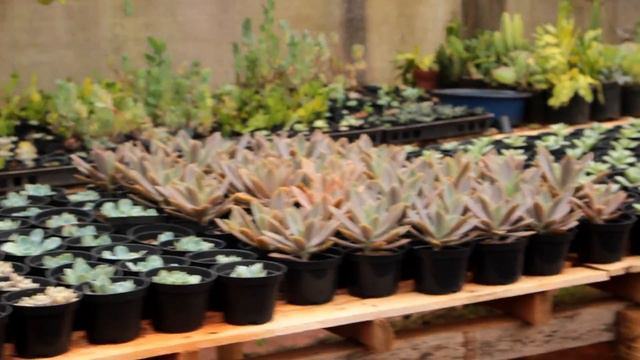 Visita ao Viveiro Oliveira смотреть онлайн