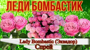 Роза Леди Бомбастик (Спрей) Lady Bombastic (Эквадор)