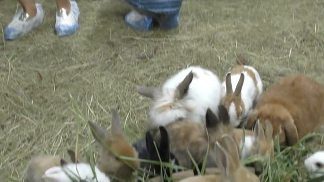 Кормим Животых Контактный ЗООПАРК АРТ Молл Страна Енотия Еноты, Морские свинки Видео для детей смотреть онлайн