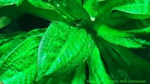 Эхинодорус мелкоцветный в вабикусе